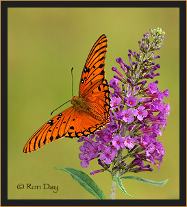 Gulf Fritillary Butterfly on Butterfly Bush